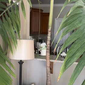 Photo of the plant species Christmas Palm by @SwellSagopalm13 named Daphne on Greg, the plant care app