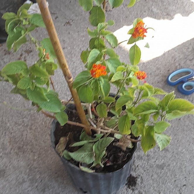 Photo of the plant species Lantana by @VipMoss61 named Sanders on Greg, the plant care app