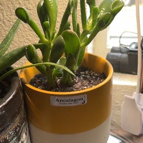 Photo of the plant species Hobbit Jade by @Zoeyk named Ancalagon the Black on Greg, the plant care app