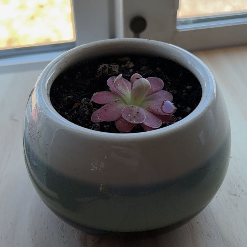 Photo of the plant species Butterwort by @Zoeyk named Hannibal on Greg, the plant care app