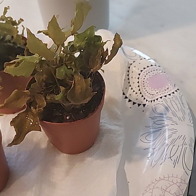 Photo of the plant species House Holly-Fern by @FunPalepuma28 named Michelle Branch on Greg, the plant care app