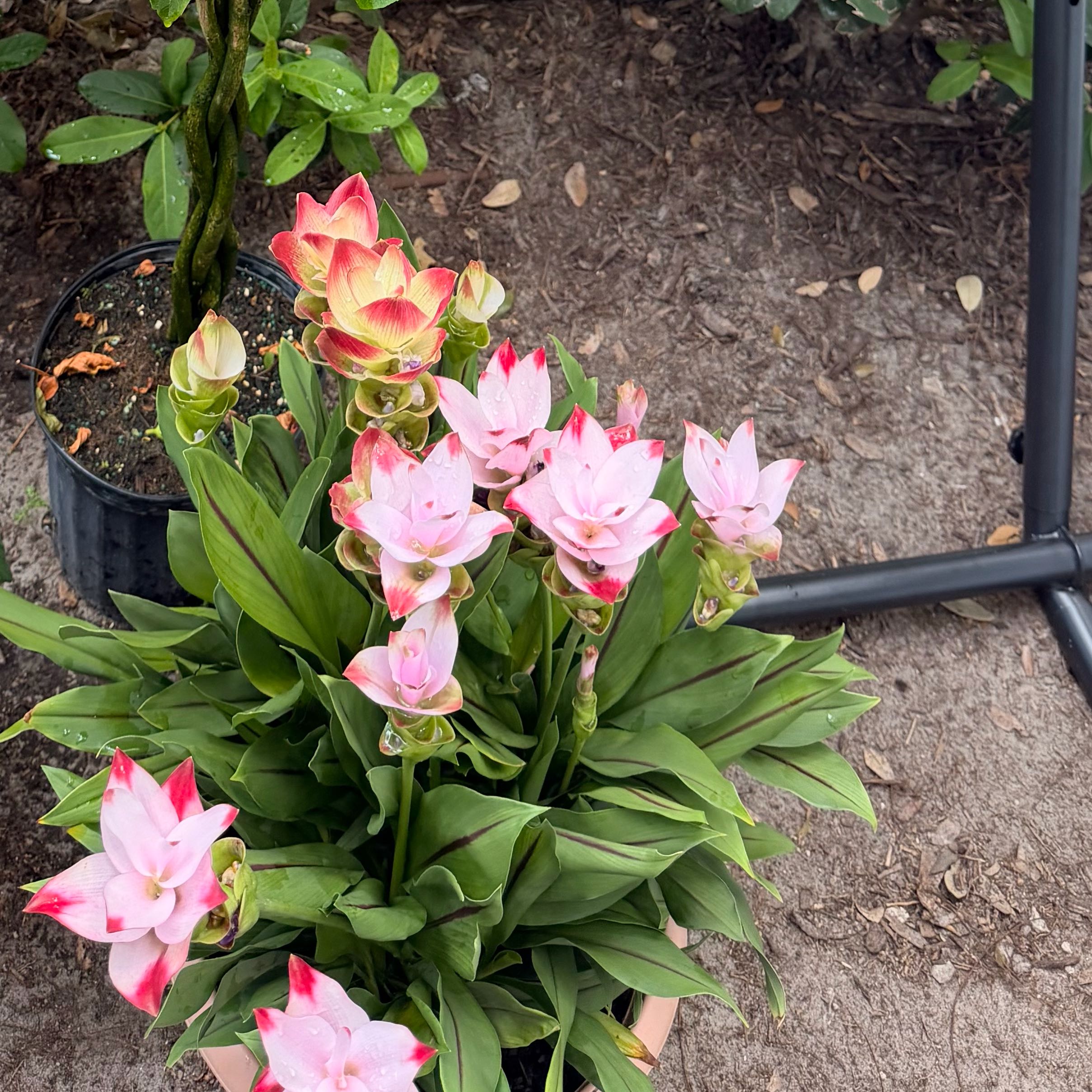 Photo of the plant species Garden Tulip by @AvidSuncup27 named Bieber on Greg, the plant care app