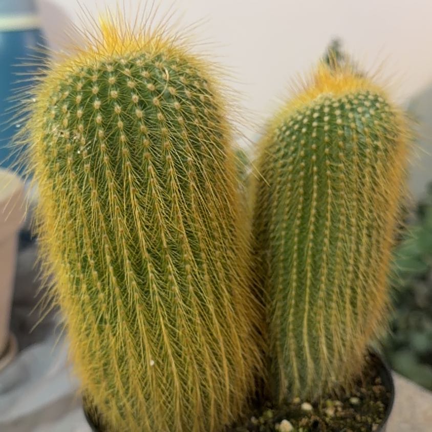 Photo of the plant species Notocactus leninghausii by @HardyRedsage26 named Harper on Greg, the plant care app