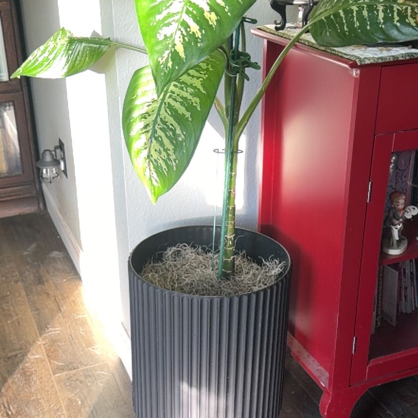 Photo of the plant species Dumb Cane by @MimiC named Fried Rice on Greg, the plant care app
