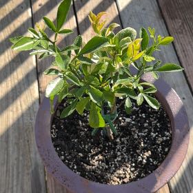 Photo of the plant species Hardy Orange by @MimiC named Duke on Greg, the plant care app