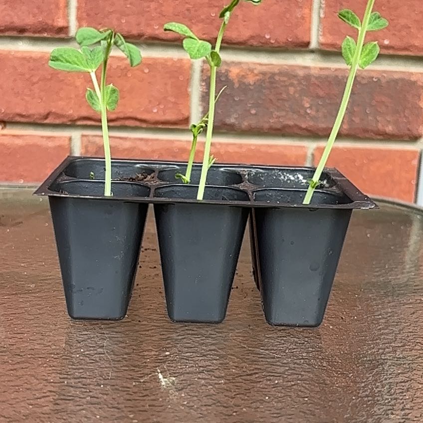 Photo of the plant species Common Bean by @UpholderCoojong named Harper on Greg, the plant care app