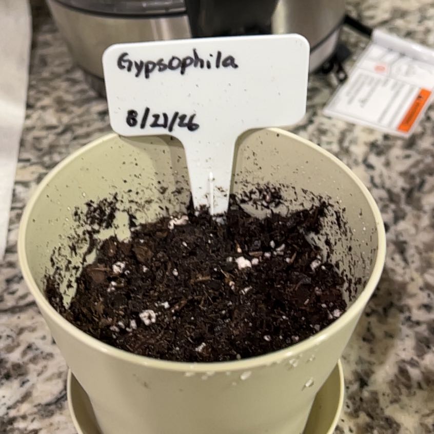 Photo of the plant species Baby's Breath by @StarryBogbean80 named Naomi on Greg, the plant care app