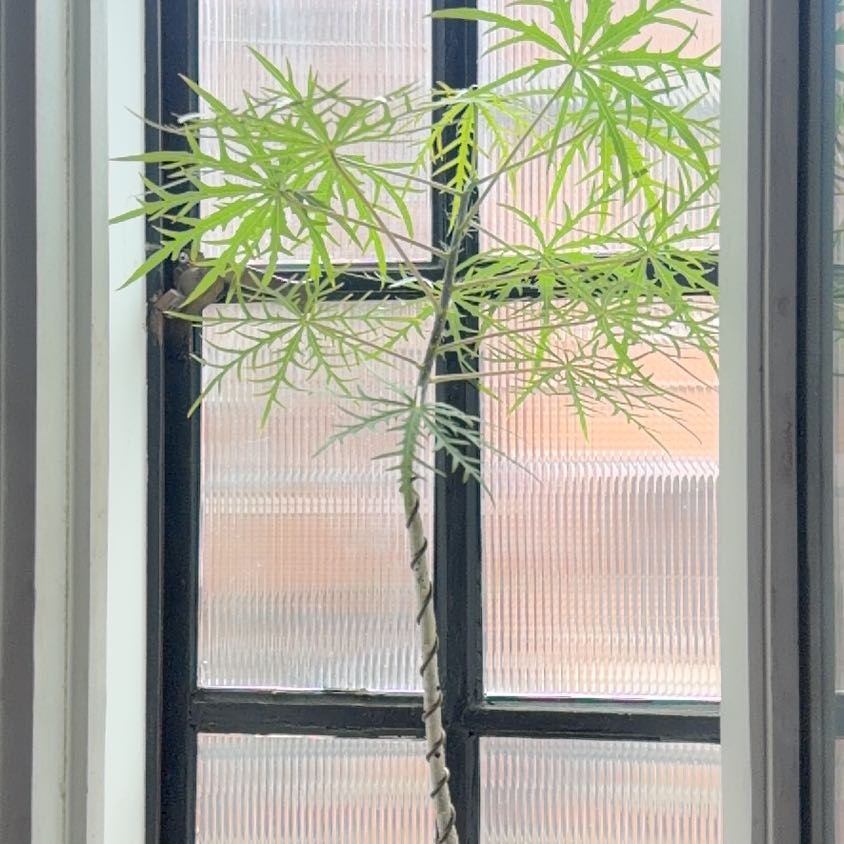 Photo of the plant species Jatropha multifida by @EarlyKaraka95 named Shakira on Greg, the plant care app