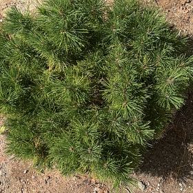 Photo of the plant species Crimean Pine by @FreshHopsage59 named Bigleef Smalls on Greg, the plant care app