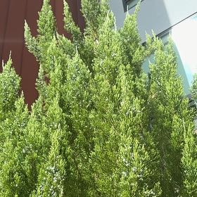 Photo of the plant species Mediterranean Cypress by @FreshHopsage59 named Leaf Erickson on Greg, the plant care app