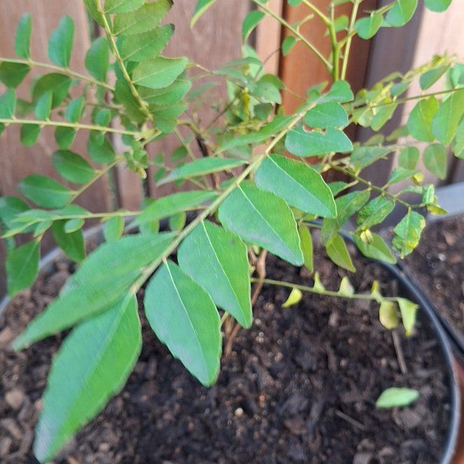 Photo of the plant species Curry Tree by @VeteranCatnip92 named Winston on Greg, the plant care app