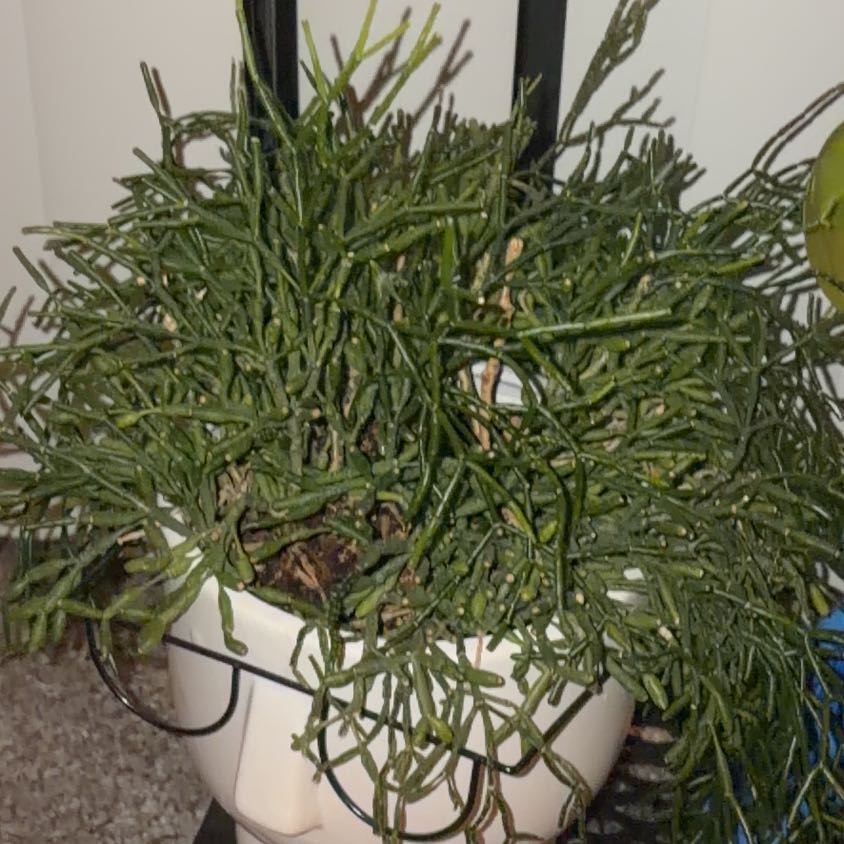 Photo of the plant species Rhipsalis baccifera by @RadZinnia18 named Fernie Sanders on Greg, the plant care app