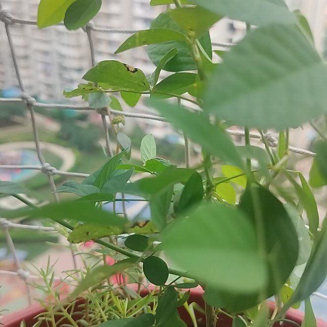 Photo of the plant species Asian Pigeonwings by @IconCamellia36 named Harmony on Greg, the plant care app