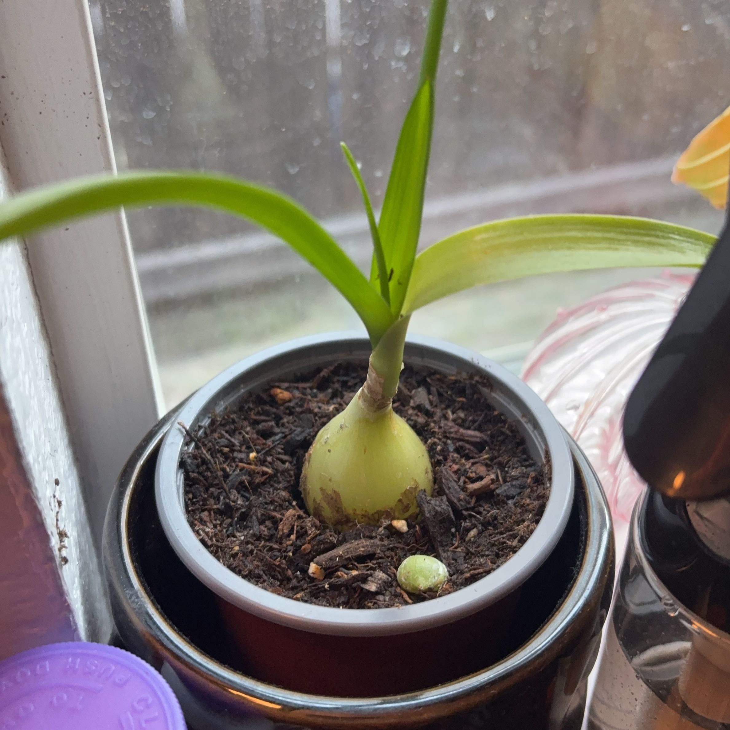 Photo of the plant species Pregnant Onion by @FitDragonarum99 named Lavender on Greg, the plant care app