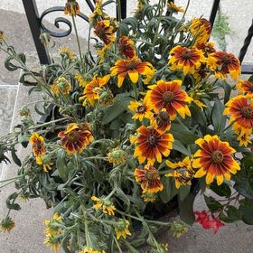 Photo of the plant species Blackeyed Susan by @QuietSkypilot50 named James Dean on Greg, the plant care app