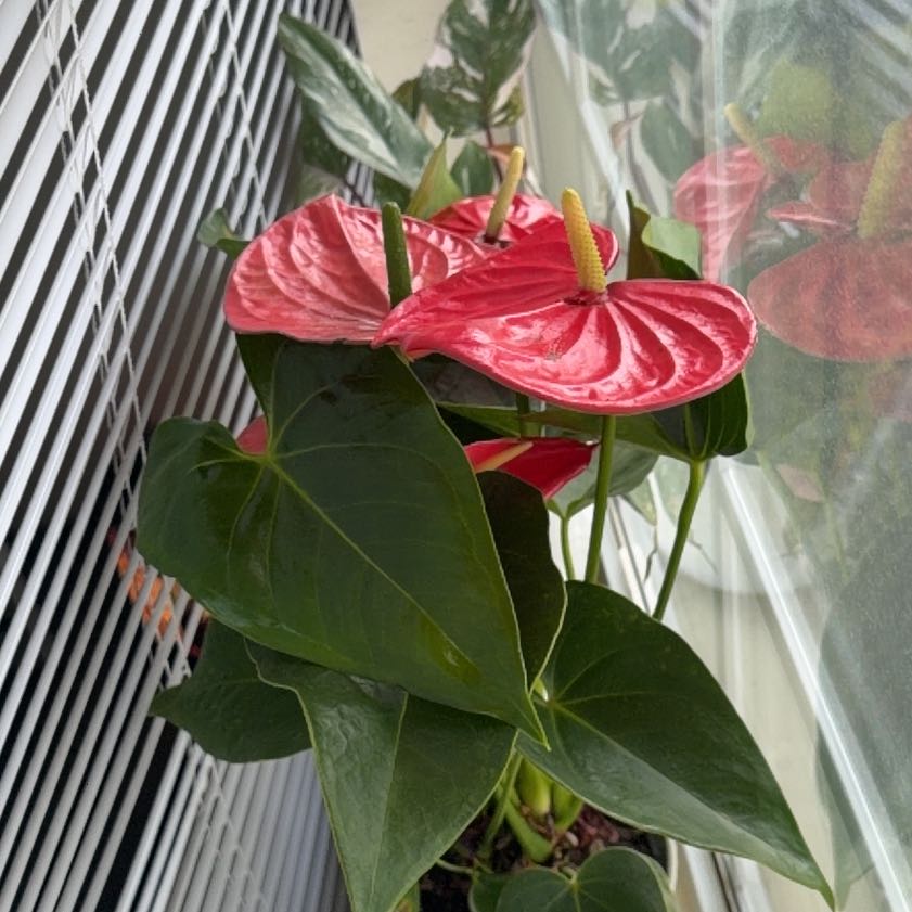 Photo of the plant species Anthurium cirano by @FoxyJuniper11 named Leaf Erickson on Greg, the plant care app