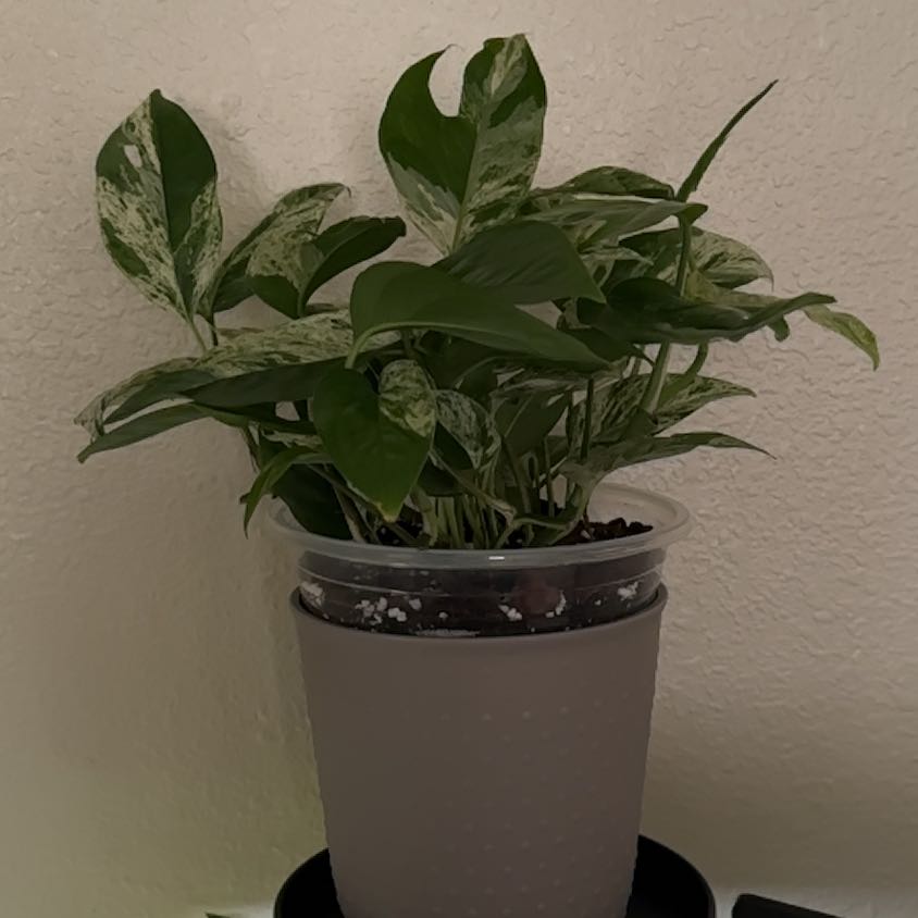 Photo of the plant species Glacier Pothos by @SilkenCanna79 named Lebron on Greg, the plant care app