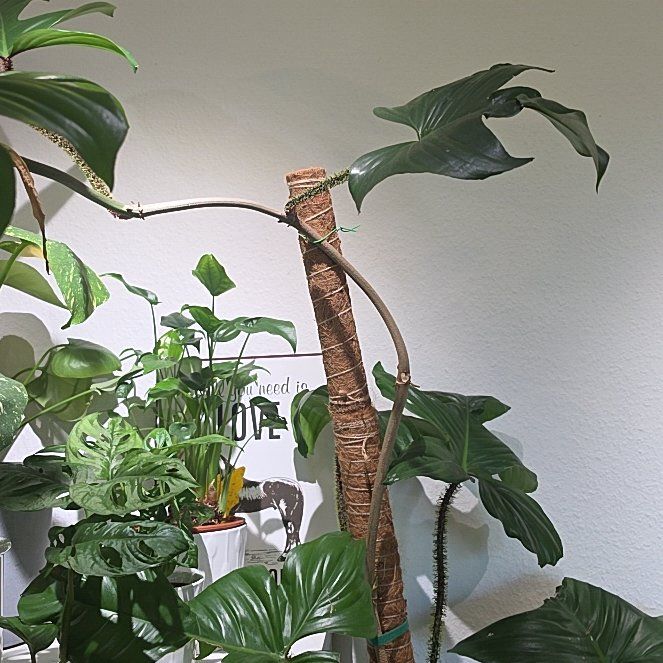 Photo of the plant species Hairy Philodendron by @PeakHope53 named Eva on Greg, the plant care app
