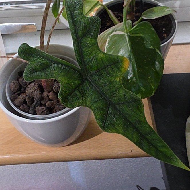 Photo of the plant species Alocasia 'Jacklyn' by @PeakHope53 named Scarlett on Greg, the plant care app