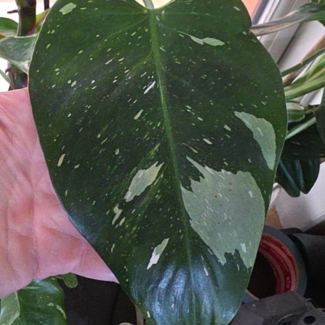 Photo of the plant species White Knight Philodendron by @PeakHope53 named James Dean on Greg, the plant care app
