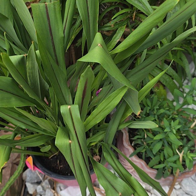 Photo of the plant species Blue Lily by @CoolBasil26 named Leonardo on Greg, the plant care app