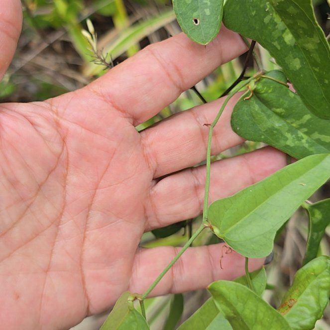Photo of the plant species Cowvine by @CoolBasil26 named Scarlett on Greg, the plant care app