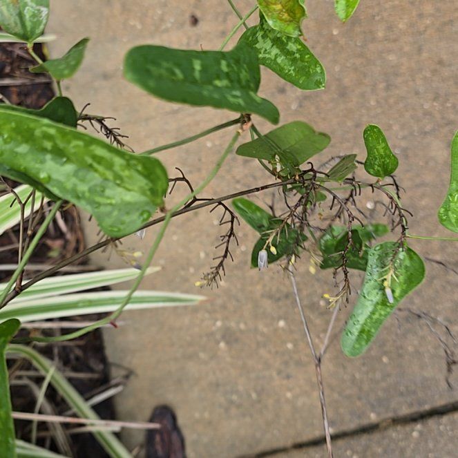 Photo of the plant species Cowvine by @CoolBasil26 named Osmo on Greg, the plant care app