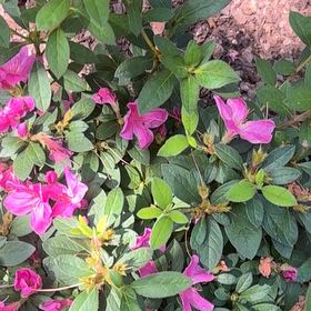 Photo of the plant species Pink Azalea by @SirRye9 named Lola on Greg, the plant care app