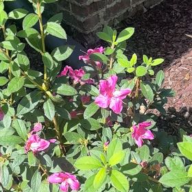 Photo of the plant species Pink Azalea by @SirRye9 named Gobi on Greg, the plant care app