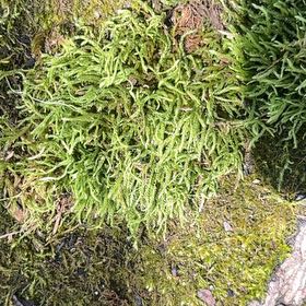 Photo of the plant species Cypress-Leaved Plait Moss by @SirRye9 named Walt on Greg, the plant care app