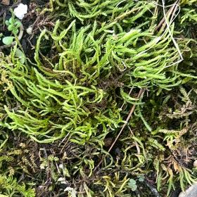 Photo of the plant species Broom Forkmoss by @SirRye9 named Spike Leaves on Greg, the plant care app