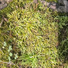 Photo of the plant species Cypress-Leaved Plait Moss by @SirRye9 named Gomez on Greg, the plant care app