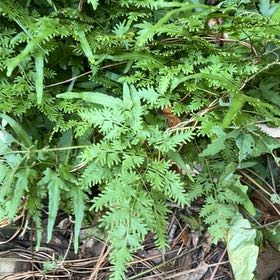 Photo of the plant species Japanese Climbing Fern by @HotPomelo73 named Navajo on Greg, the plant care app