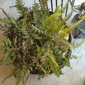 Photo of the plant species Japanese Painted Fern by @GiddyFuscia55 named Rosa on Greg, the plant care app