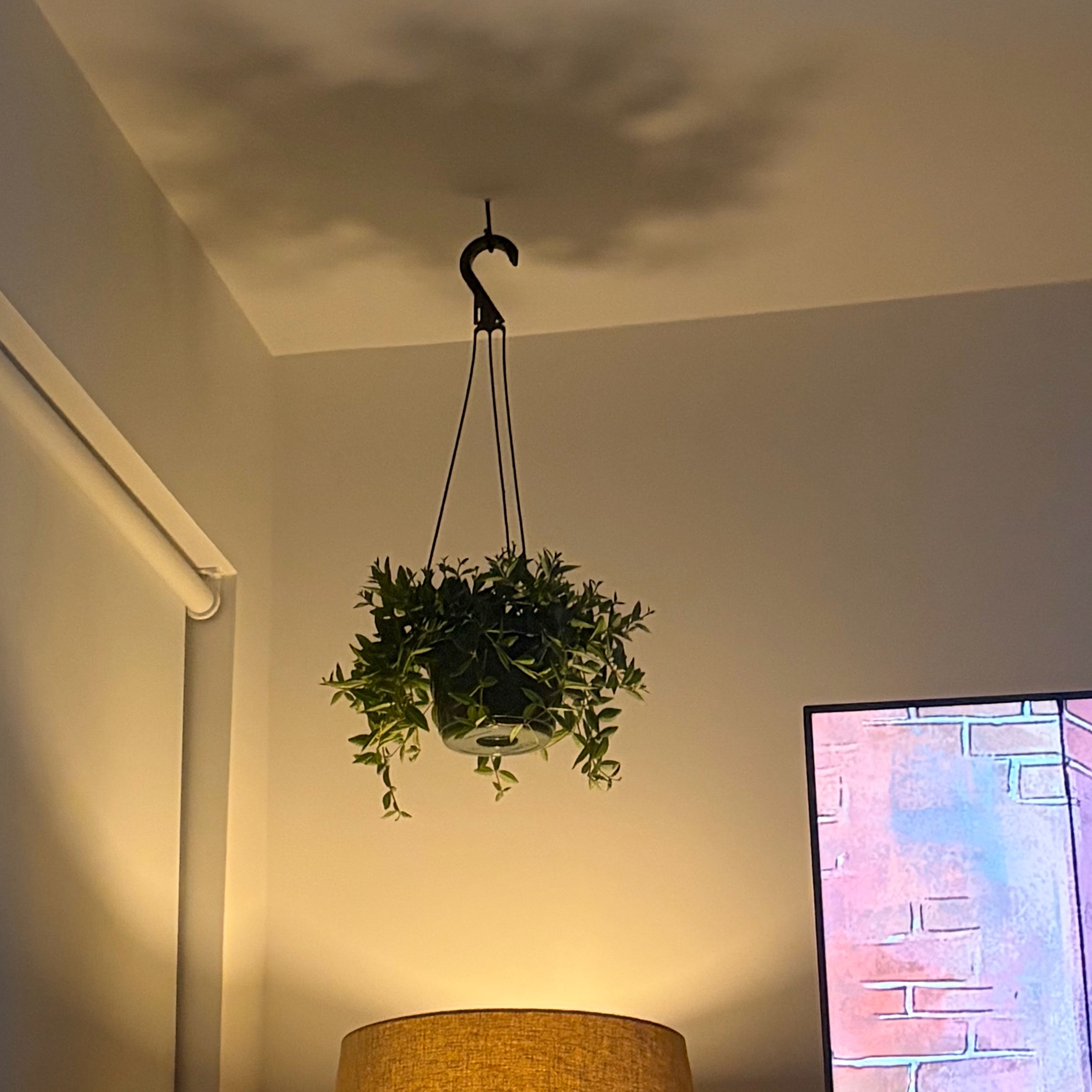 Photo of the plant species Peperomia 'Funky Frog' by @CurrentKawaka19 named Rosa on Greg, the plant care app