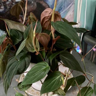Philodendron Micans plant in Austin, Texas