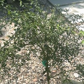 Photo of the plant species Australian Finger Lime by @ColossalAgboy58 named Anne on Greg, the plant care app