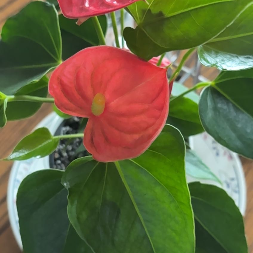 Photo of the plant species Anthurium cirano by @YesPeyote4 named Prince on Greg, the plant care app