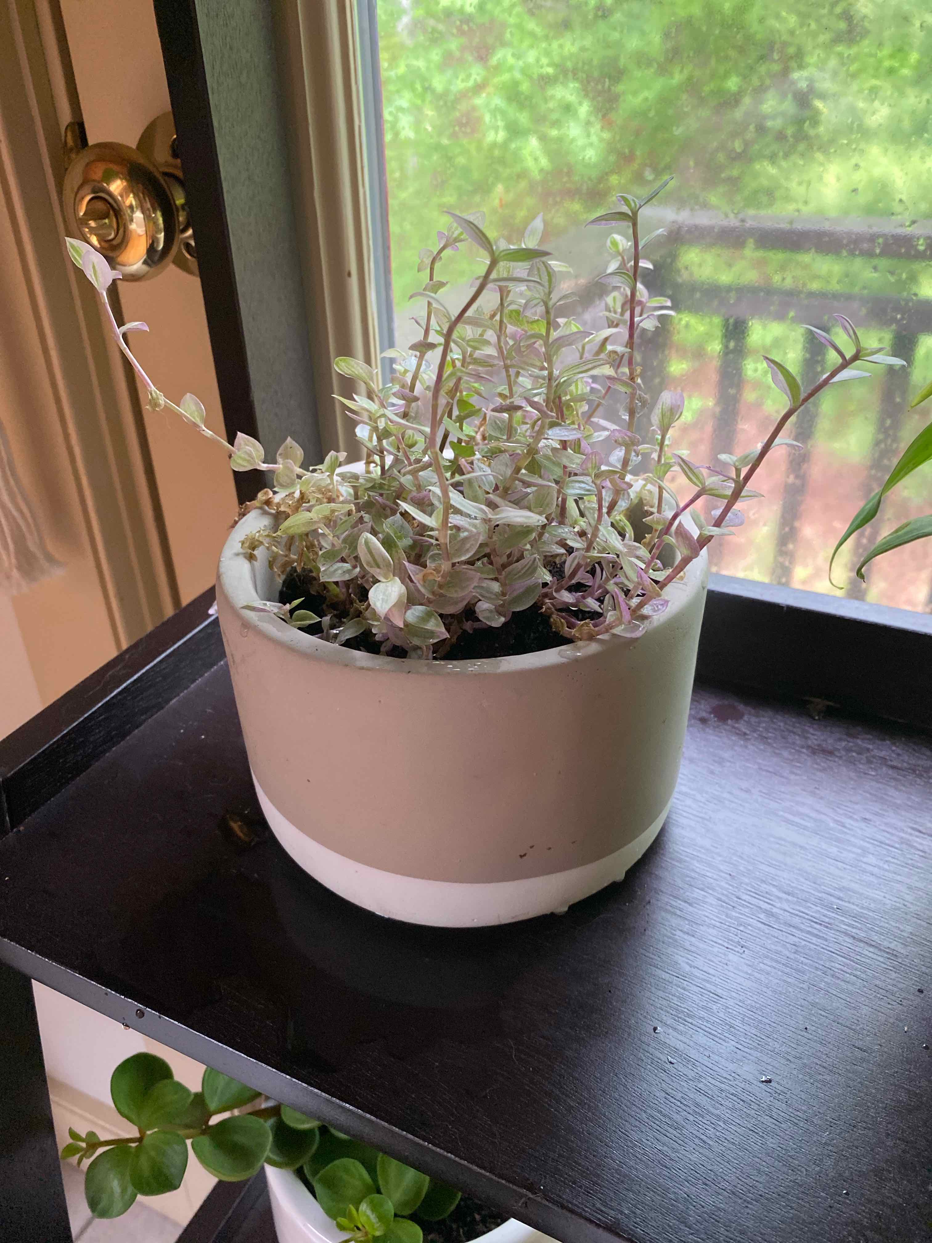 Potted Callisia Pink Panther plant on a shelf near a window.