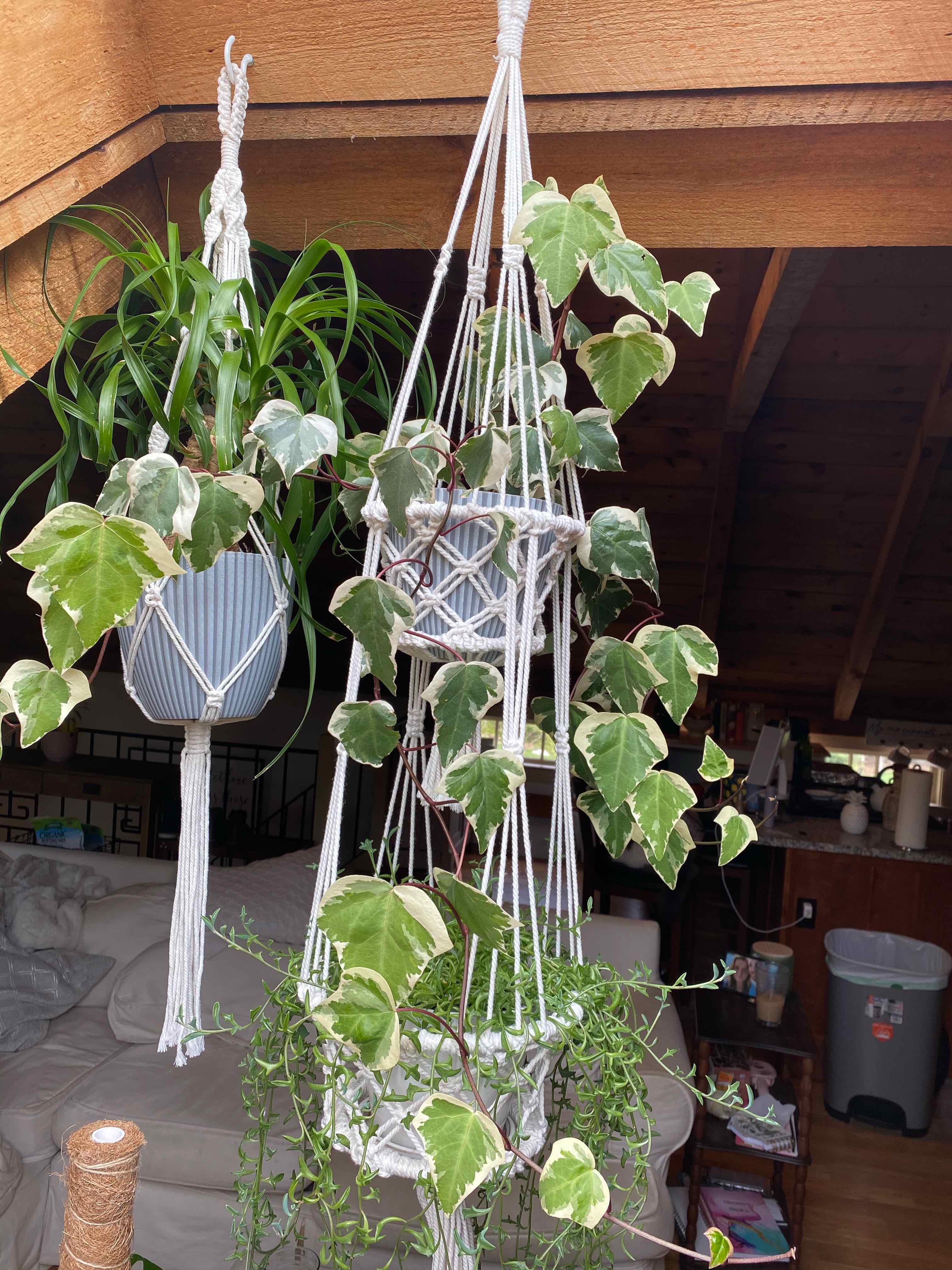 Variegated ivy plant in a hanging pot with vibrant green and white leaves.