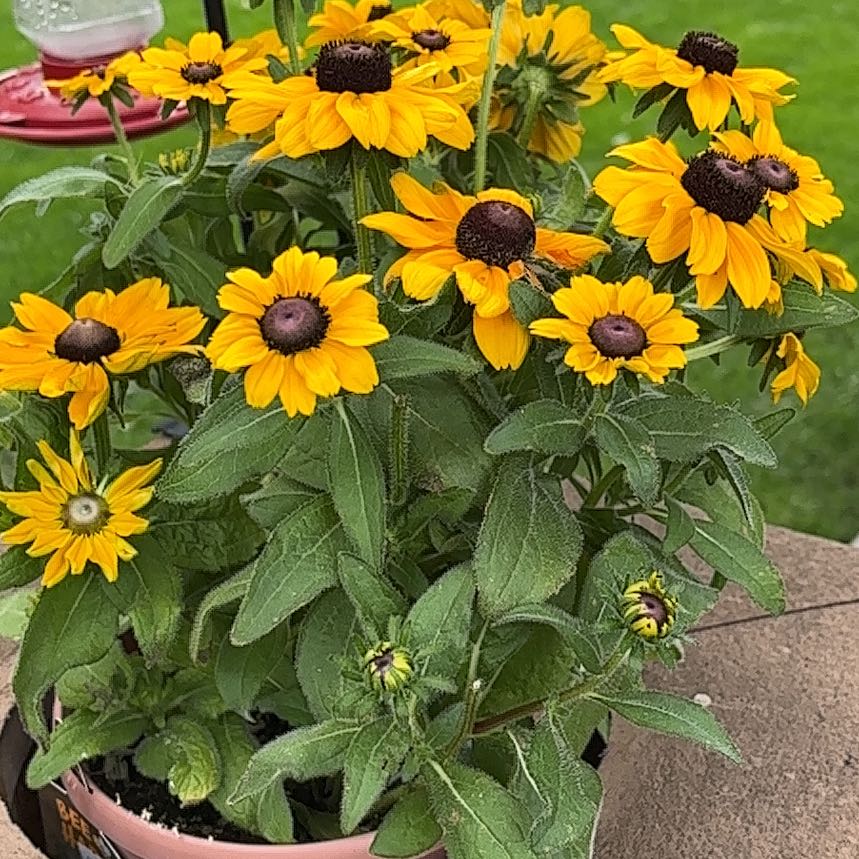Photo of the plant species Blackeyed Susan by @SoigneGarlic42 named Figyonce on Greg, the plant care app