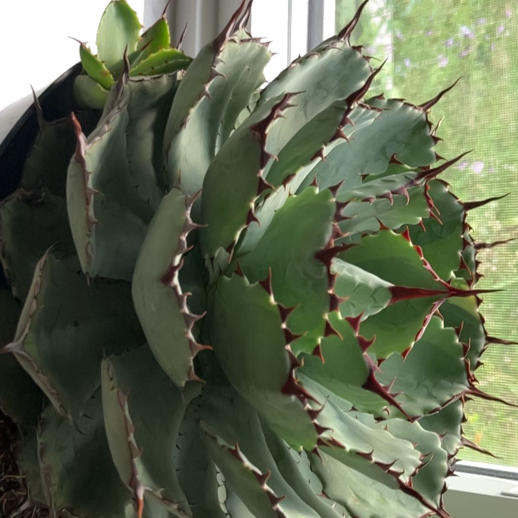 Photo of the plant species Butterfly Agave by @UnimpededPignut named Anne on Greg, the plant care app