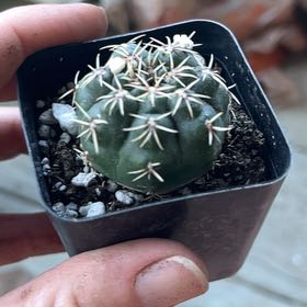 Photo of the plant species Thelocactus hexaedrophorus by @TrueSaguaro79 named Ulysses S Plant on Greg, the plant care app