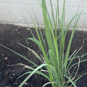 Photo of the plant species Lemon Grass by @ManlyEmerald12 named Athena on Greg, the plant care app