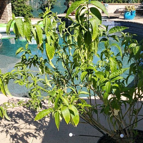 Photo of the plant species Night-Blooming Jessamine by @KeyBasil27 named Dax on Greg, the plant care app