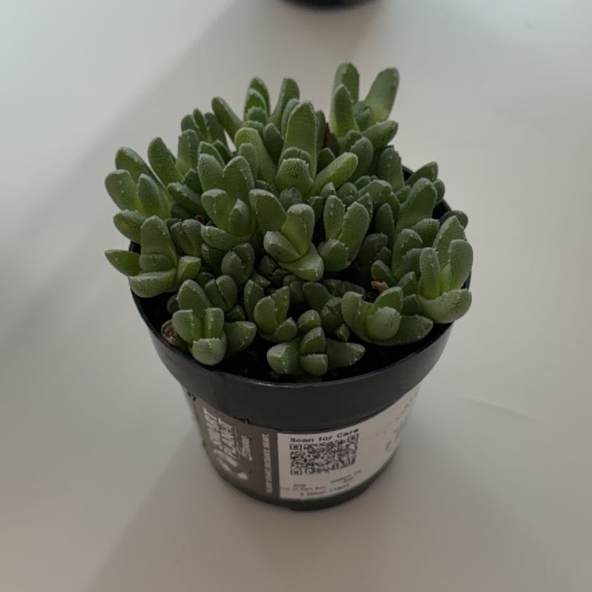 Photo of the plant species Assorted Stomatium by @LuckyPalqui67 named Pax on Greg, the plant care app