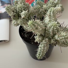 Photo of the plant species Variegated Corncob Cactus by @LuckyPalqui67 named Diana on Greg, the plant care app