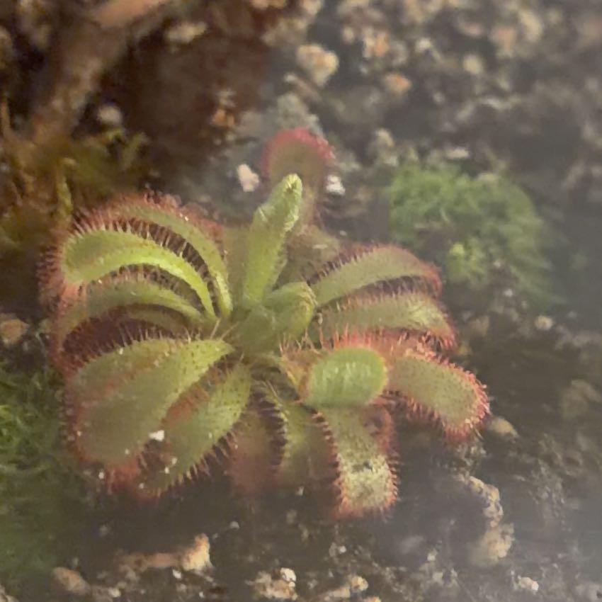 Photo of the plant species Australian Sundew by @NeatCentaury31 named Alicia on Greg, the plant care app