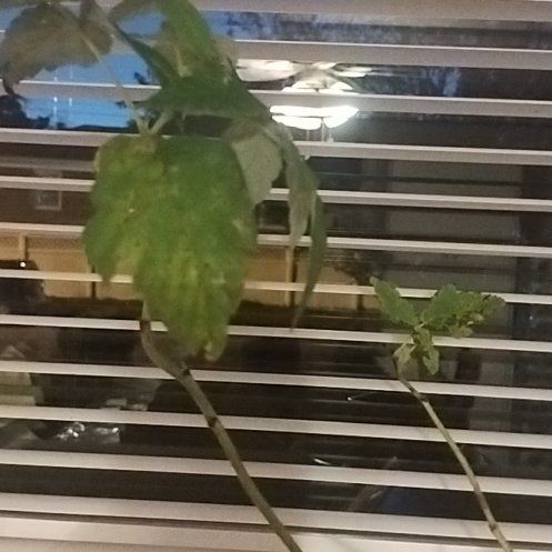 Photo of the plant species Fall Gold Raspberry by @CalmMiro95 named Kesha on Greg, the plant care app