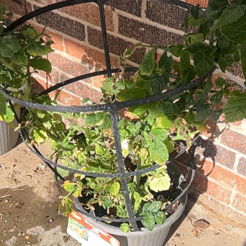 Photo of the plant species Cherry Tomato by @SpunkyRose61 named Mando on Greg, the plant care app